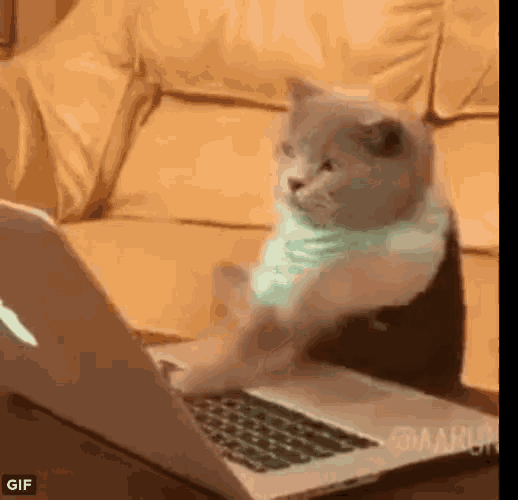 cat-typing-meme